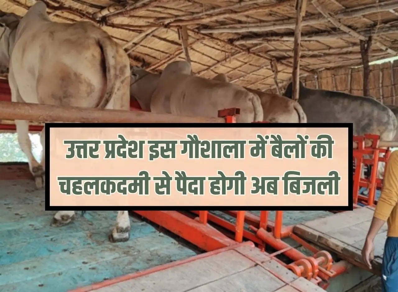 Uttar Pradesh: Now electricity will be generated due to the movement of bulls in this cowshed.