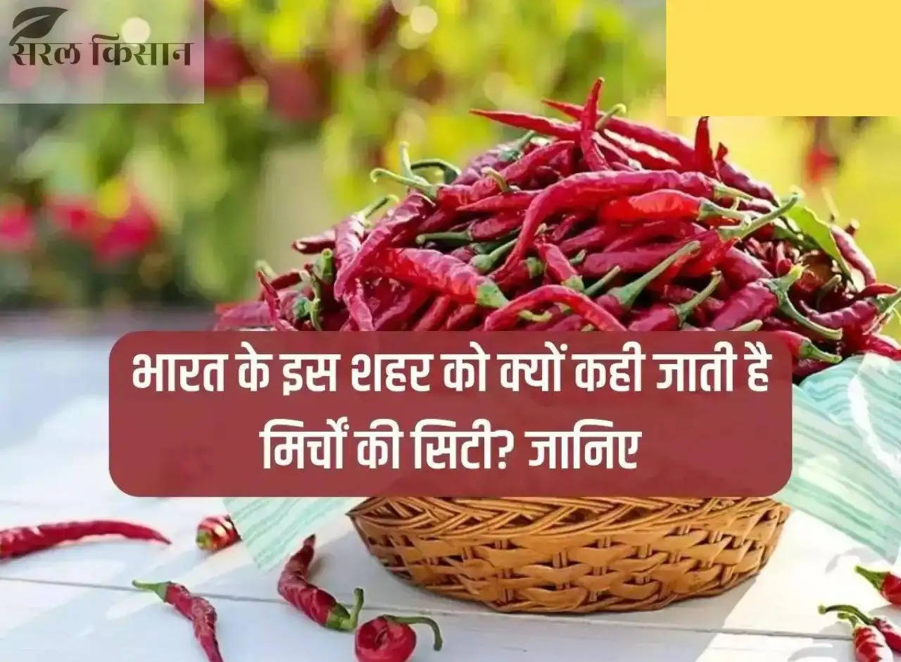 Why is this city of India called the city of chillies? Learn