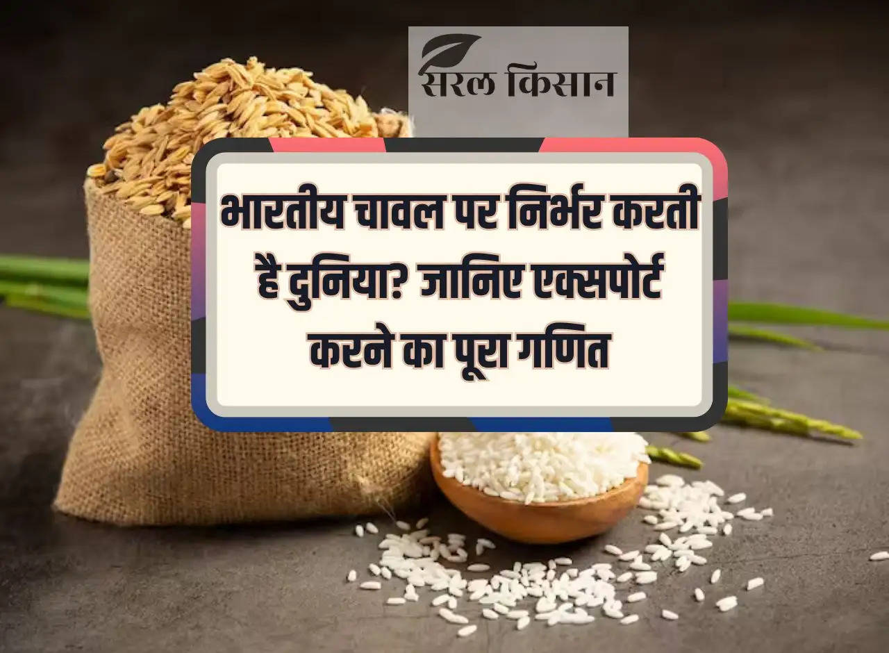 Does the world depend on Indian rice? Know the complete mathematics of exporting