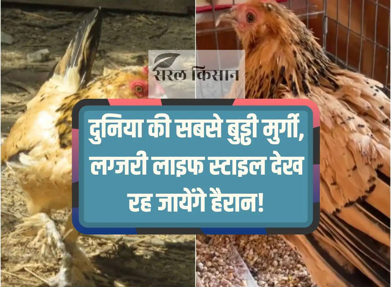 You will be surprised to see the luxury lifestyle of the world's oldest hen!