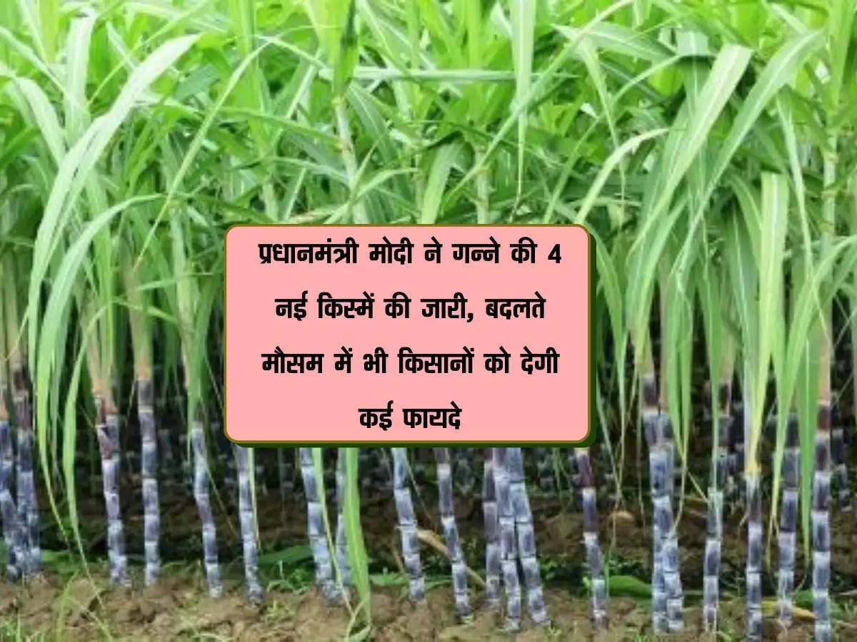 प्रधानमंत्री मोदी ने गन्ने की 4 नई किस्में की जारी, बदलते मौसम में भी किसानों को देगी कई फायदे