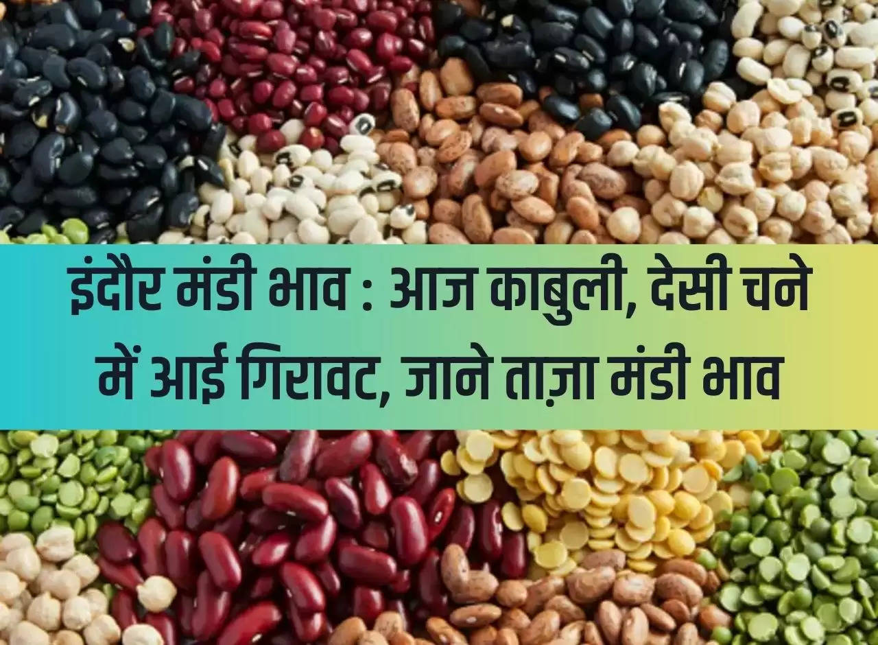 Indore market price: Today there is a decline in Kabuli and desi gram, know the latest market price