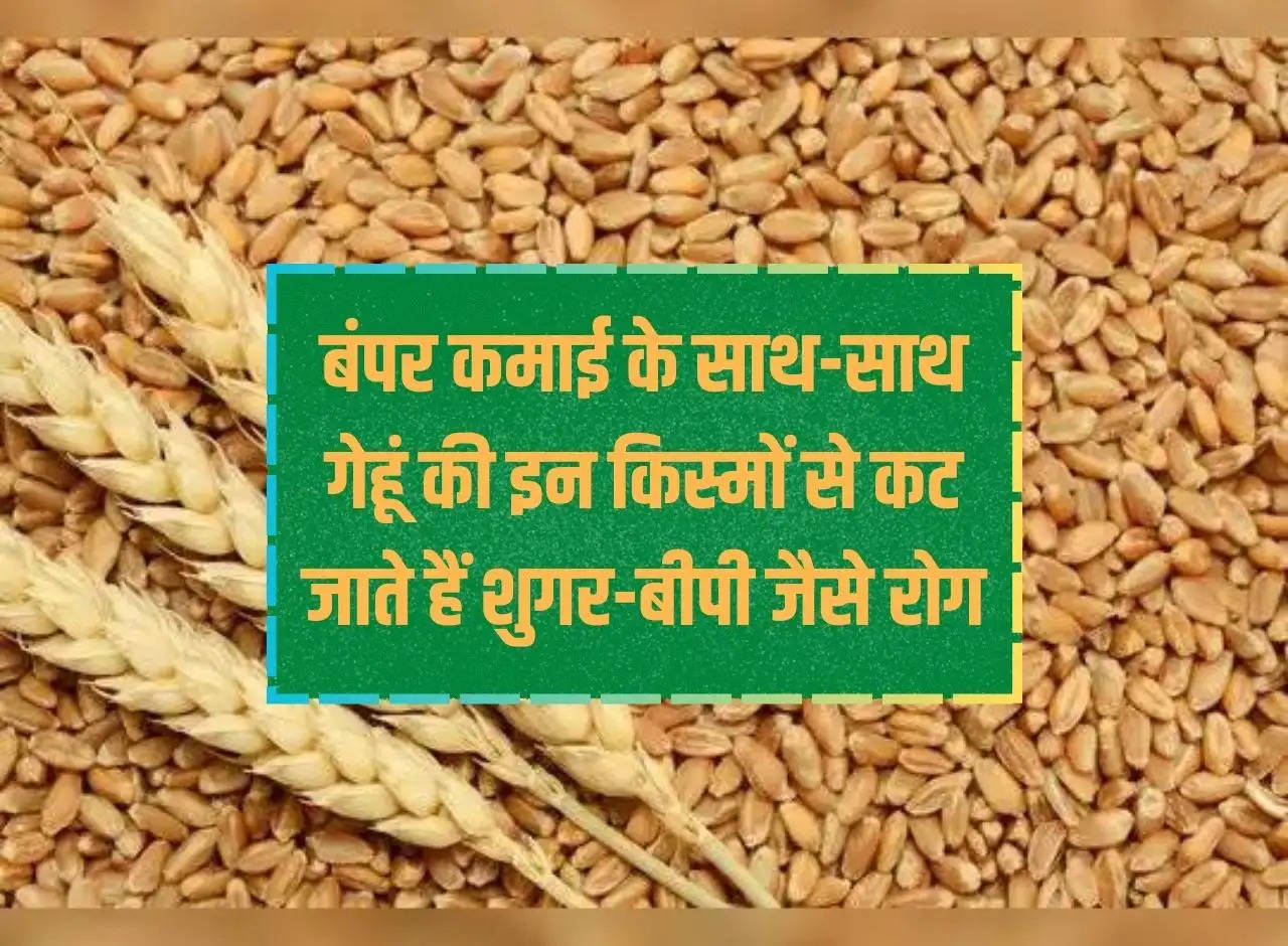 Along with bumper earnings, diseases like sugar and BP are cured by these varieties of wheat.