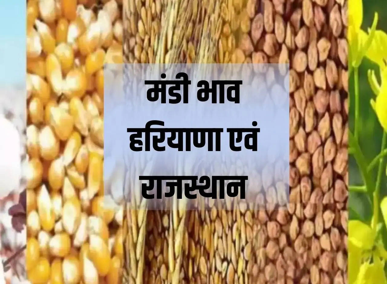 Mandi prices 24 December 2023: Crop prices in the markets of Haryana and Rajasthan