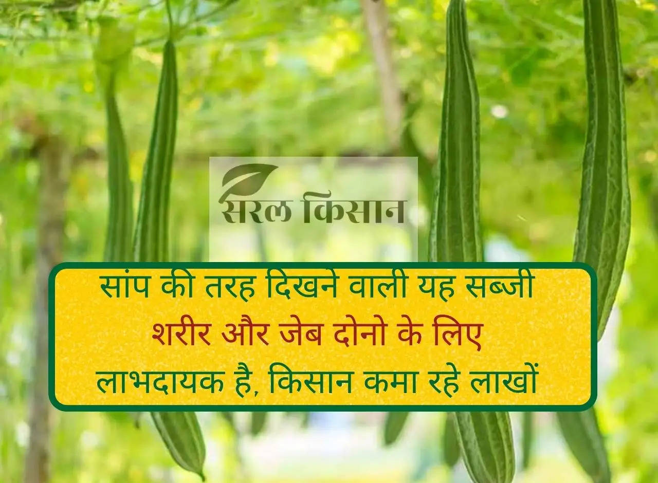 This vegetable which looks like a snake is beneficial for both body and pocket, farmers are earning lakhs