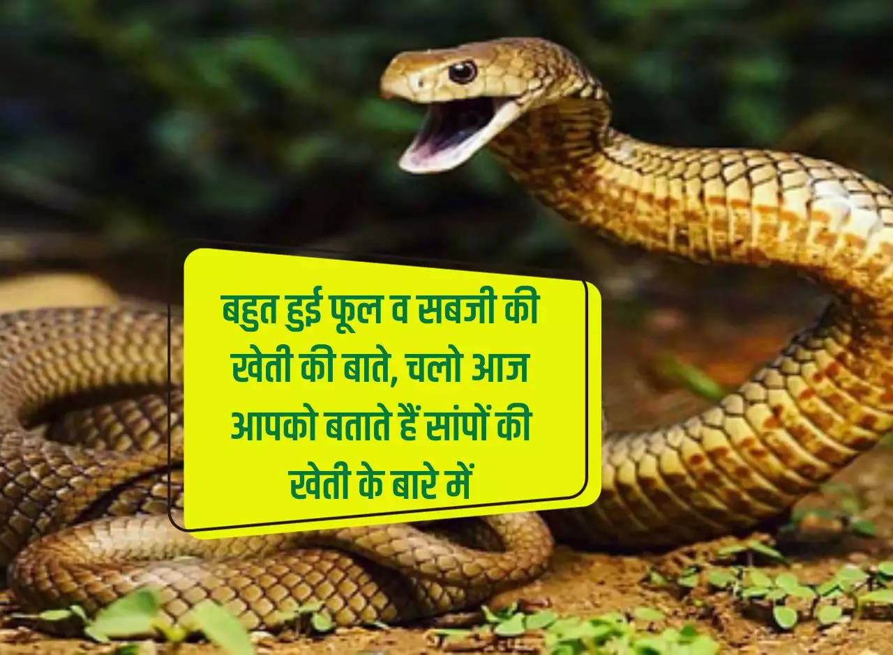 Enough talk about flower and vegetable farming, let us tell you today about snake farming.