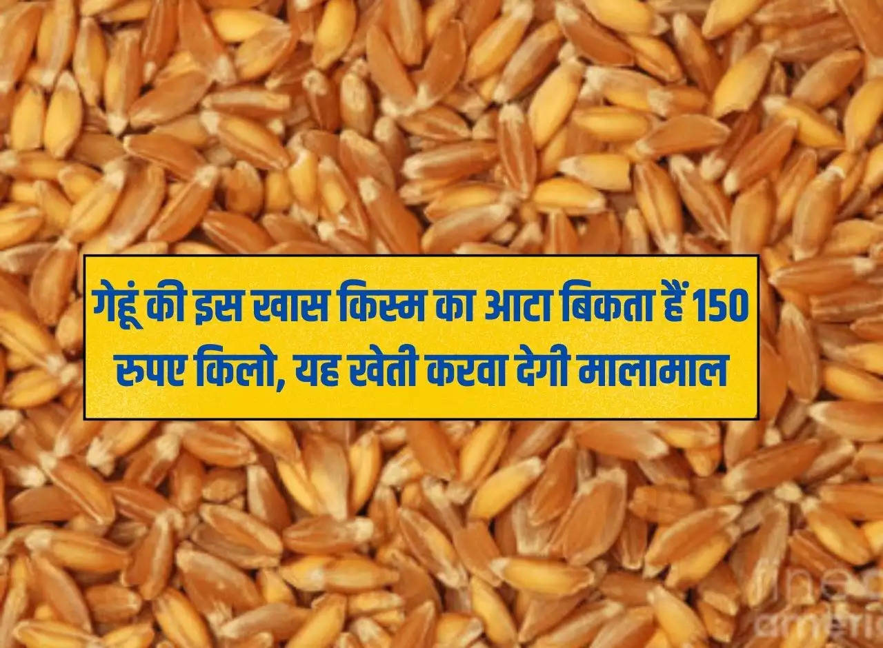 This special variety of wheat flour is sold for Rs 150 per kg, this farming will make one rich