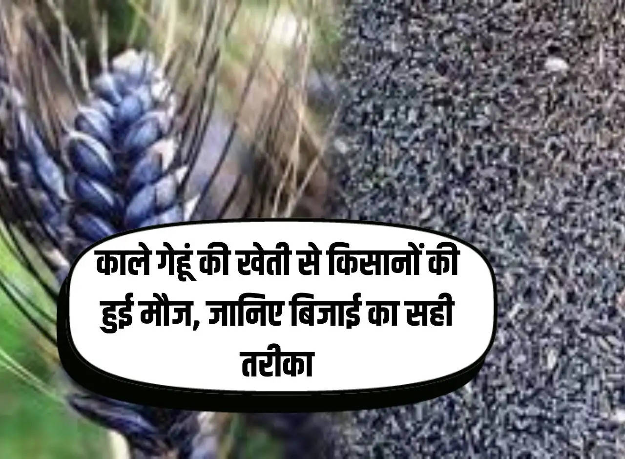 Farmers enjoyed the cultivation of black wheat, know the correct method of sowing