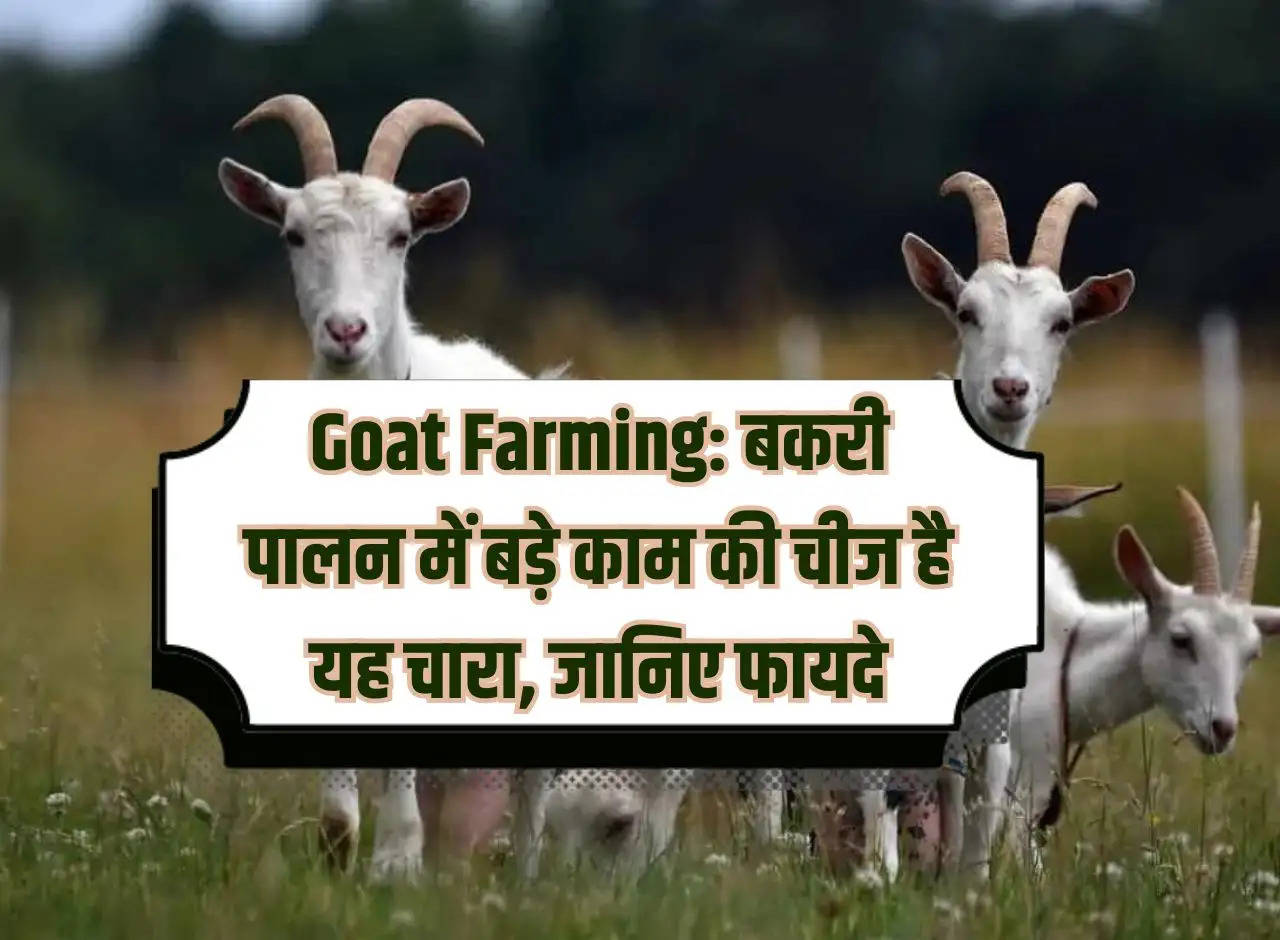 Goat Farming: This fodder is very useful in goat rearing, know the benefits