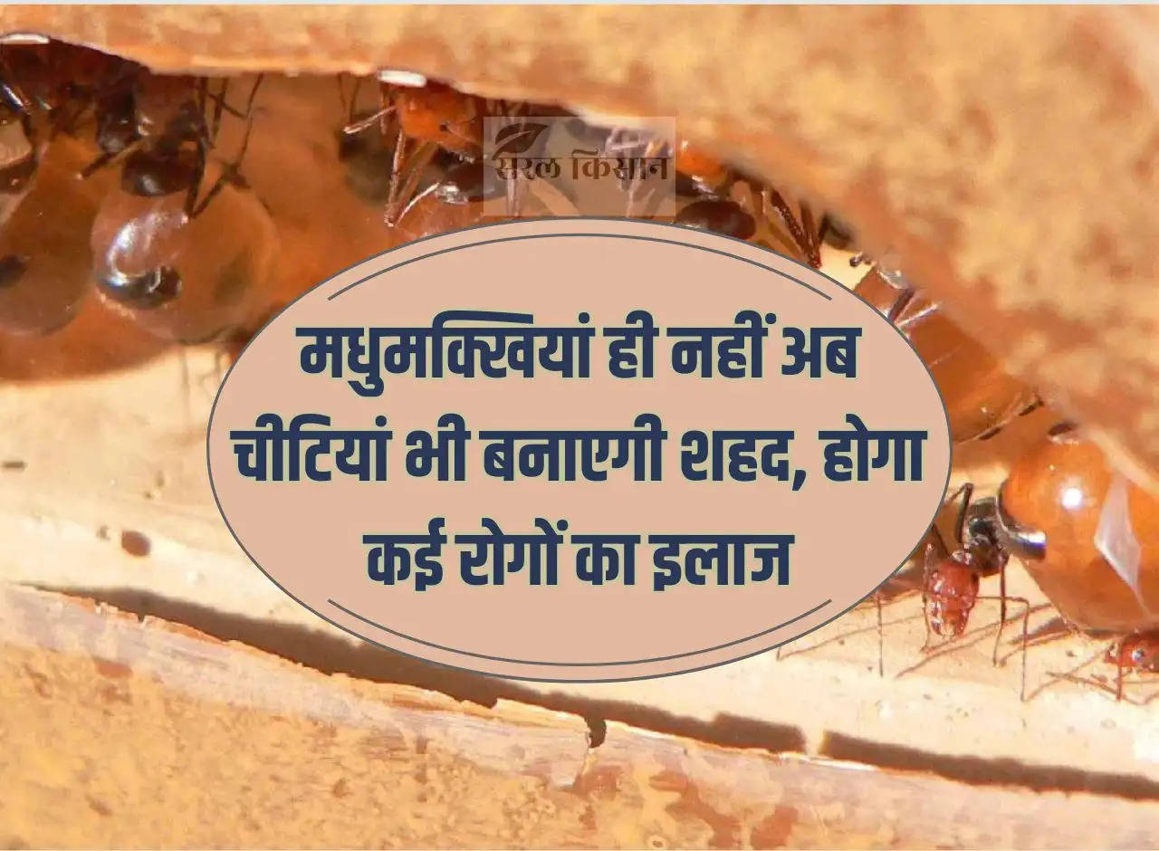 Honeypot Ant: Not only bees, now ants will also make honey, many diseases will be treated.