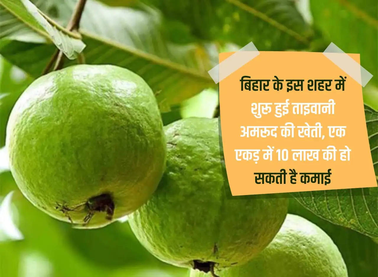 Taiwanese guava cultivation started in this city of Bihar, one acre can earn Rs 10 lakh