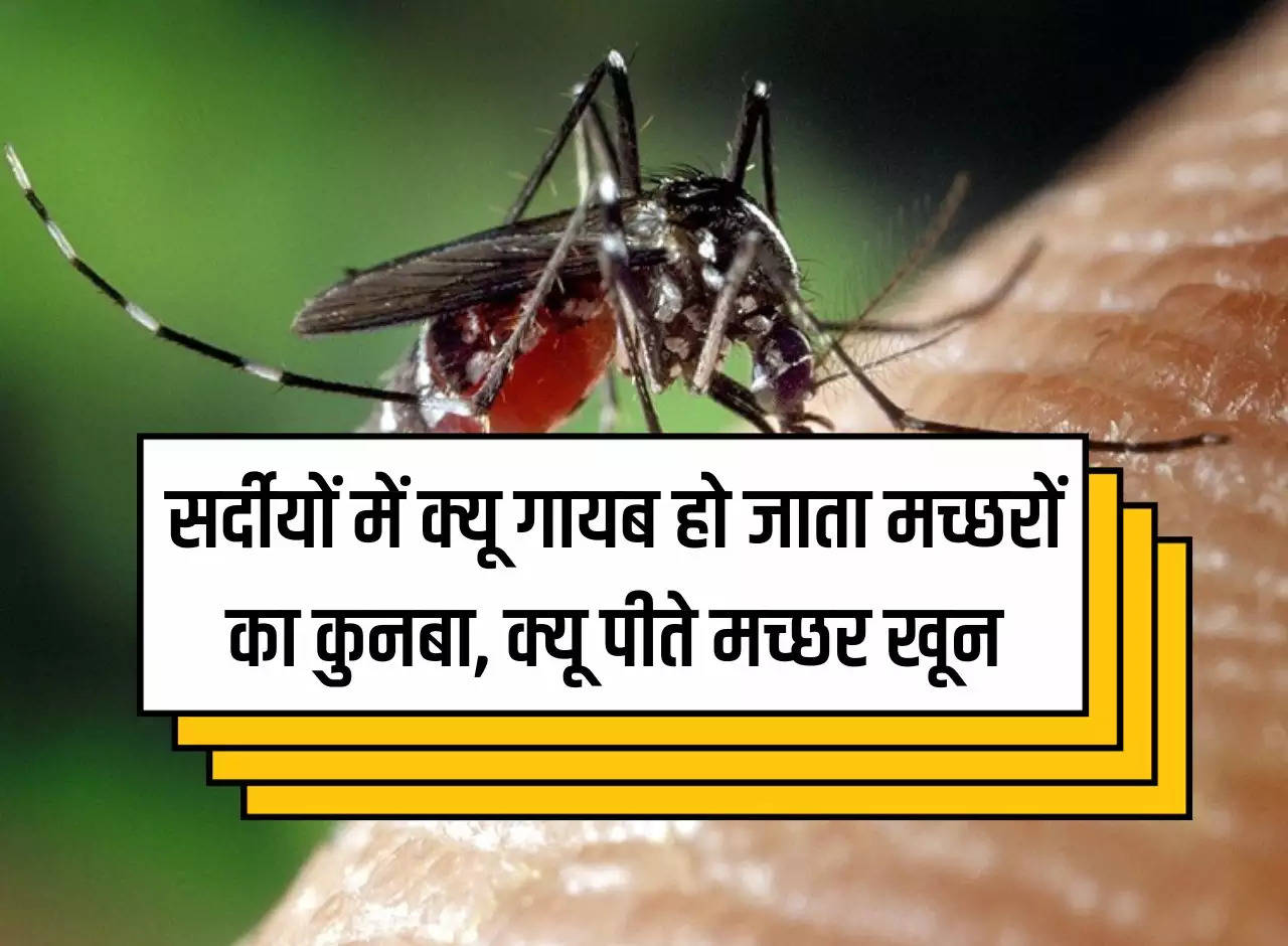 Mosquito: Why do mosquitoes disappear in winters, why do mosquitoes drink blood, found the correct answer