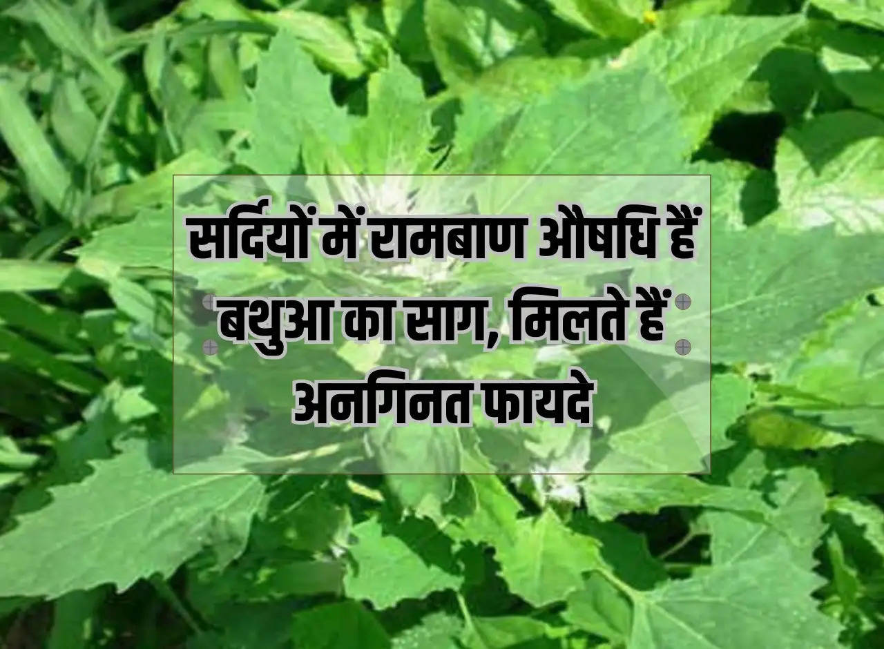 Bathua Saag: Bathua Saag is a panacea in winters, it provides countless benefits.