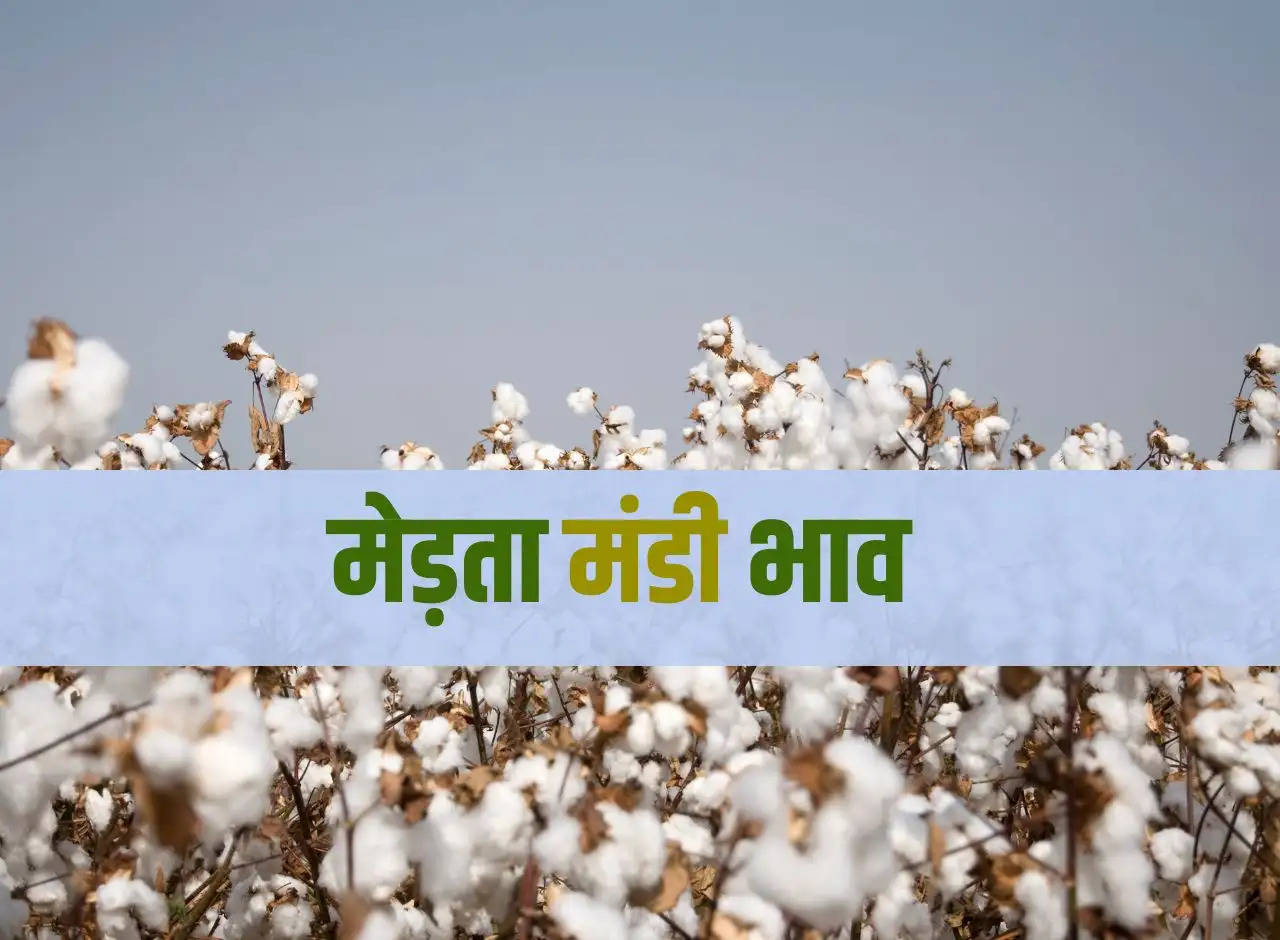 Merta market prices: Know the market prices of all including cumin, fennel, cotton, guar, dill