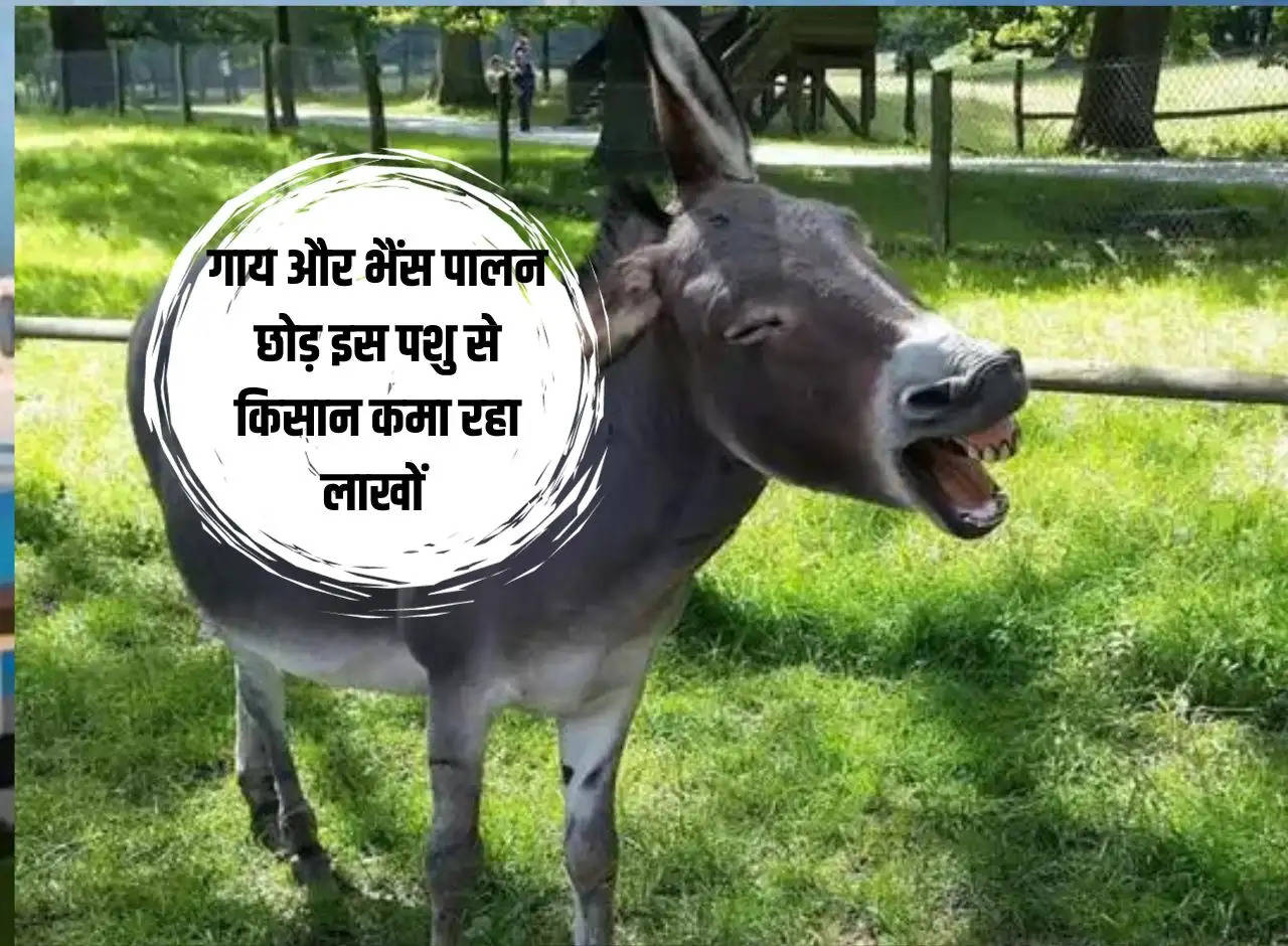 Farmers are earning lakhs from this animal by leaving cow and buffalo rearing.