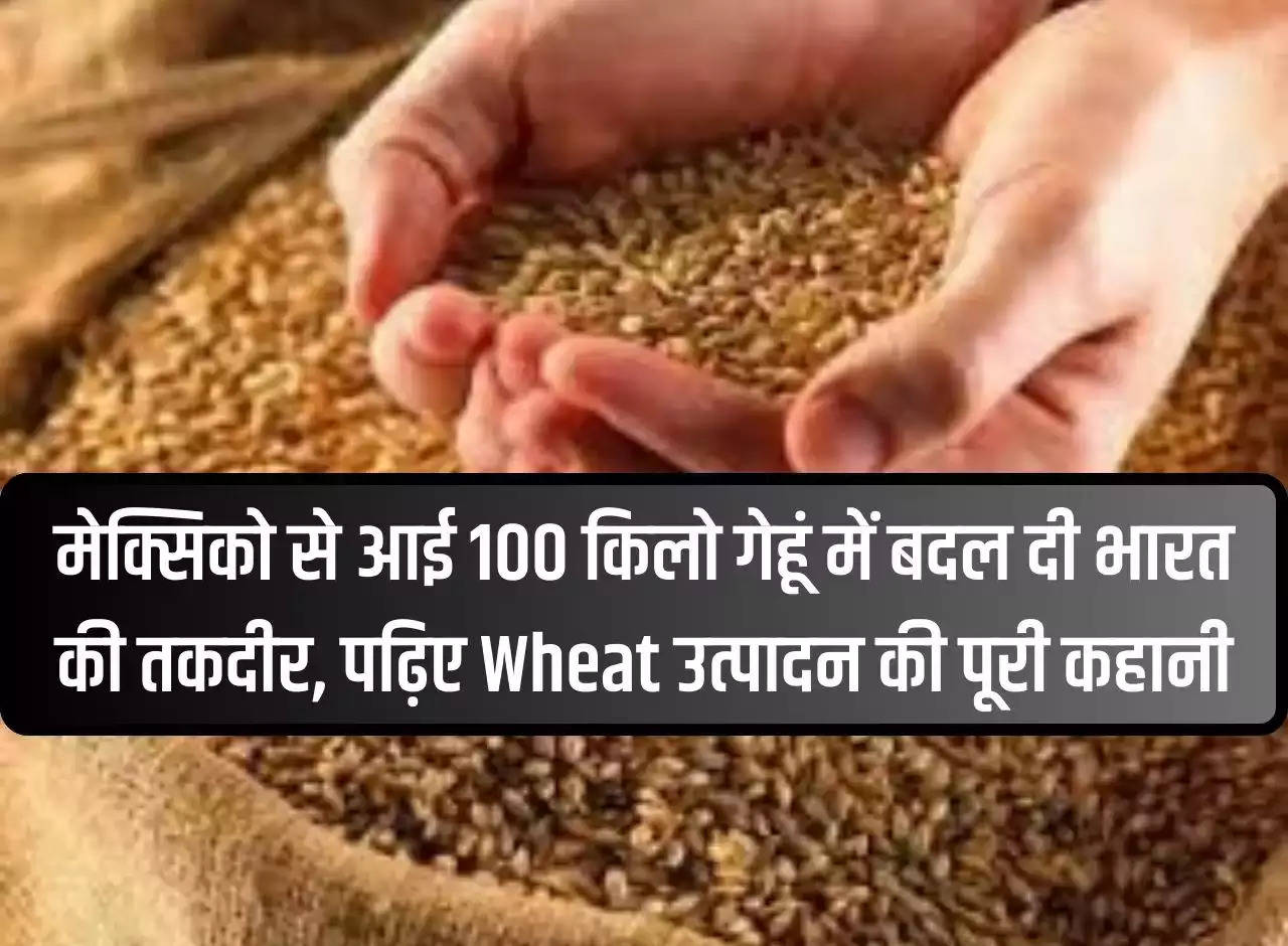 100 kg wheat from Mexico changed India's fate, read the complete story of wheat production