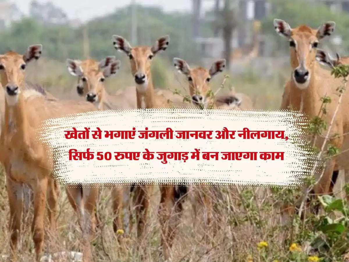 खेतों से भगाएं जंगली जानवर और नीलगाय, सिर्फ 50 रुपए के जुगाड़ में बन जाएगा काम