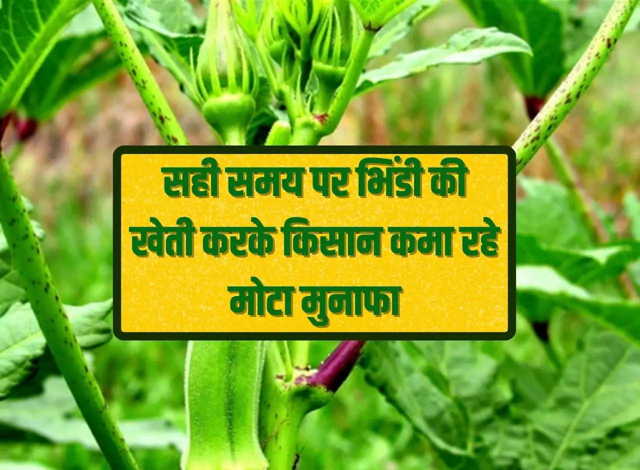 Farmers are earning huge profits by cultivating okra at the right time.