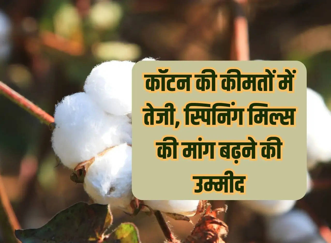 Cotton prices rise, demand for spinning mills expected to increase