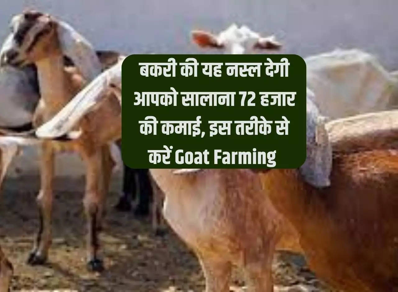 This breed of goat will give you an annual income of Rs 72 thousand, do Goat Farming in this way