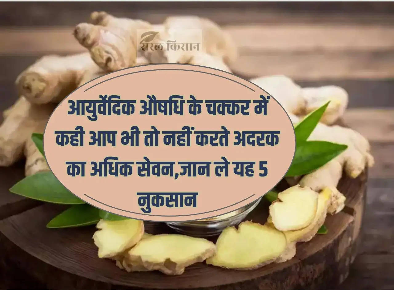 Are you also consuming too much ginger in the name of Ayurvedic medicine? Know these 5 disadvantages.