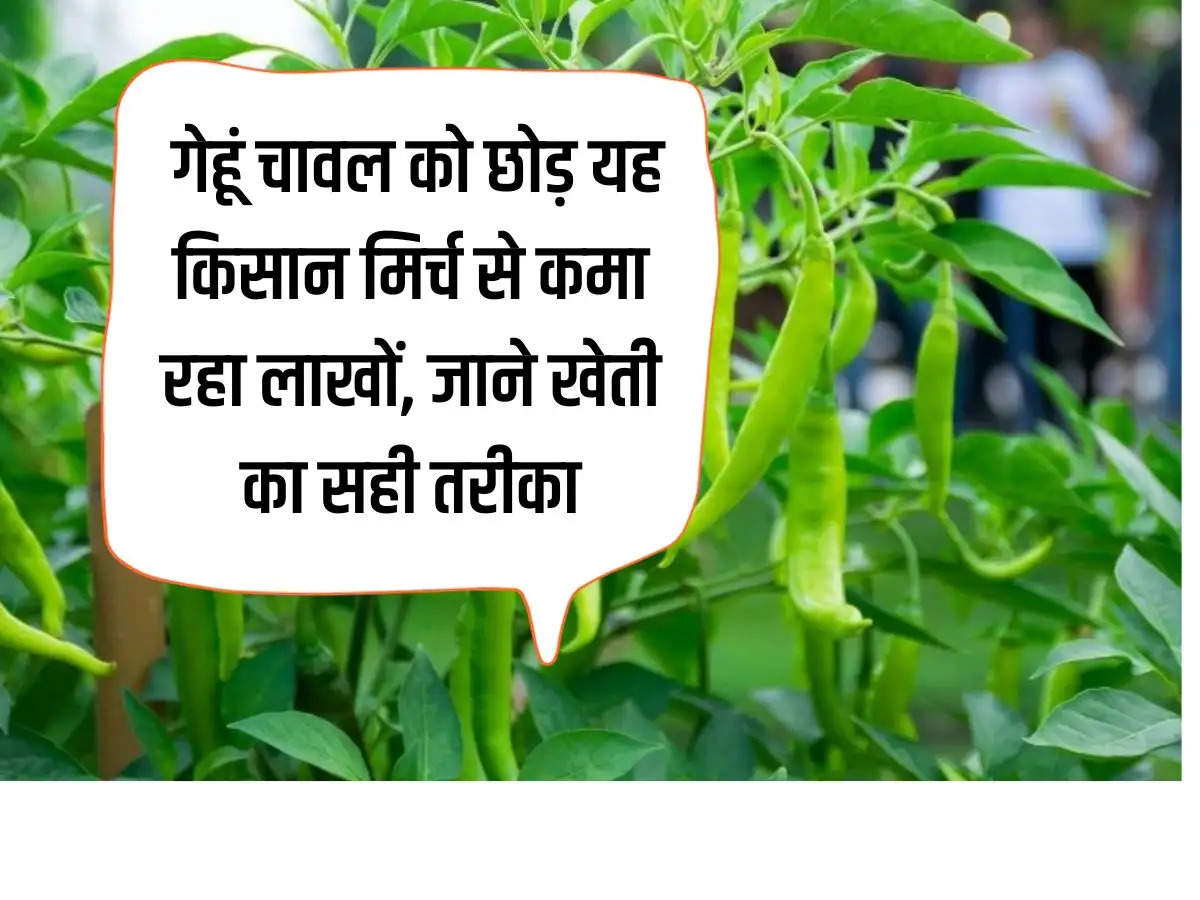 Farming Success Story: गेहूं चावल को छोड़ यह किसान मिर्च से कमा रहा लाखों, जाने खेती का सही तरीका