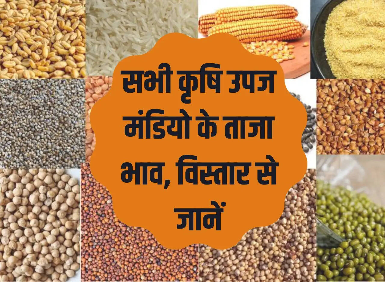 Mandi Bhav 23 December 2023: Latest prices of all agricultural produce markets, know in detail