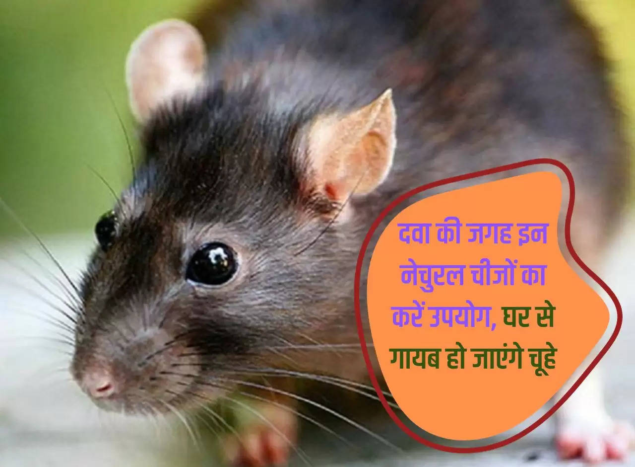 Use these natural things instead of medicines, rats will disappear from the house