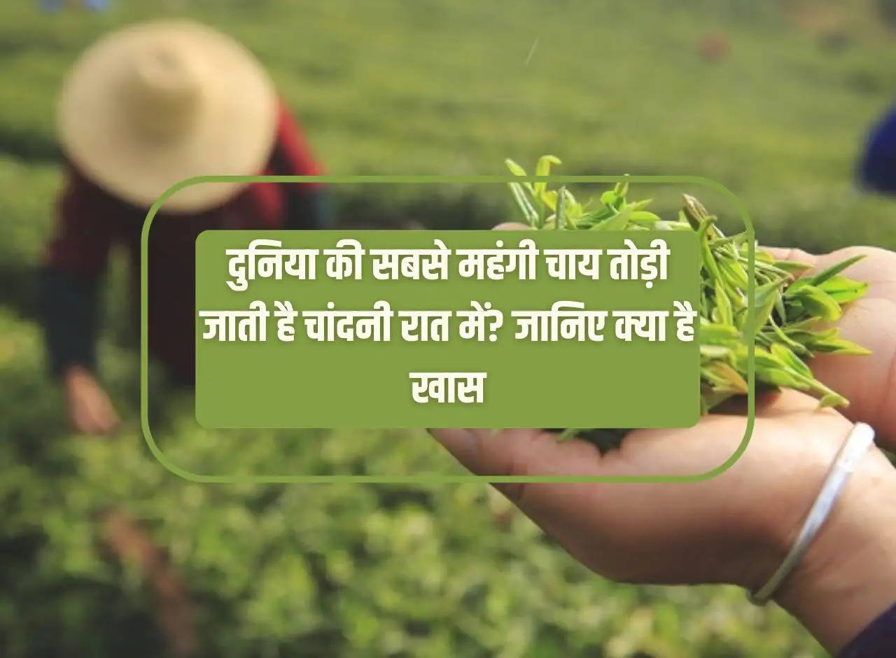 The world's most   expensive   tea is plucked in the moonlight? Know what is special