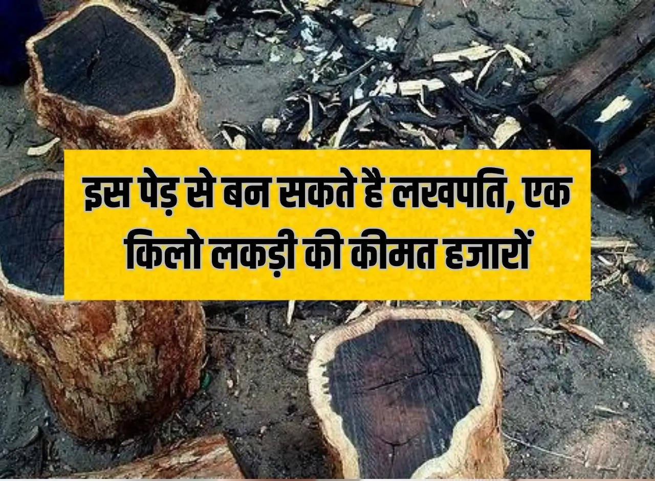 You can become a millionaire from this tree, one kg of wood can cost thousands