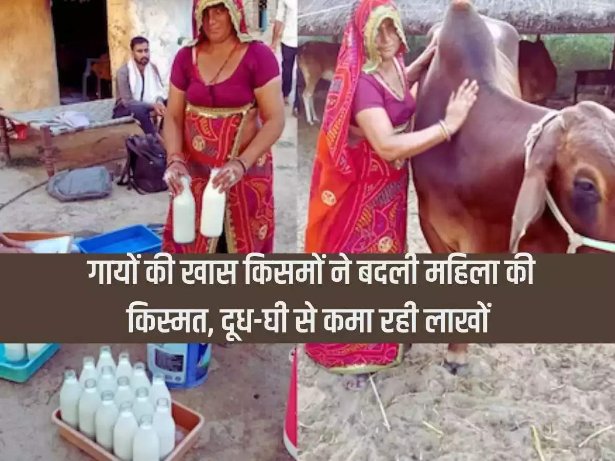 Special varieties of cows changed the fate of a woman, earning lakhs from milk and ghee