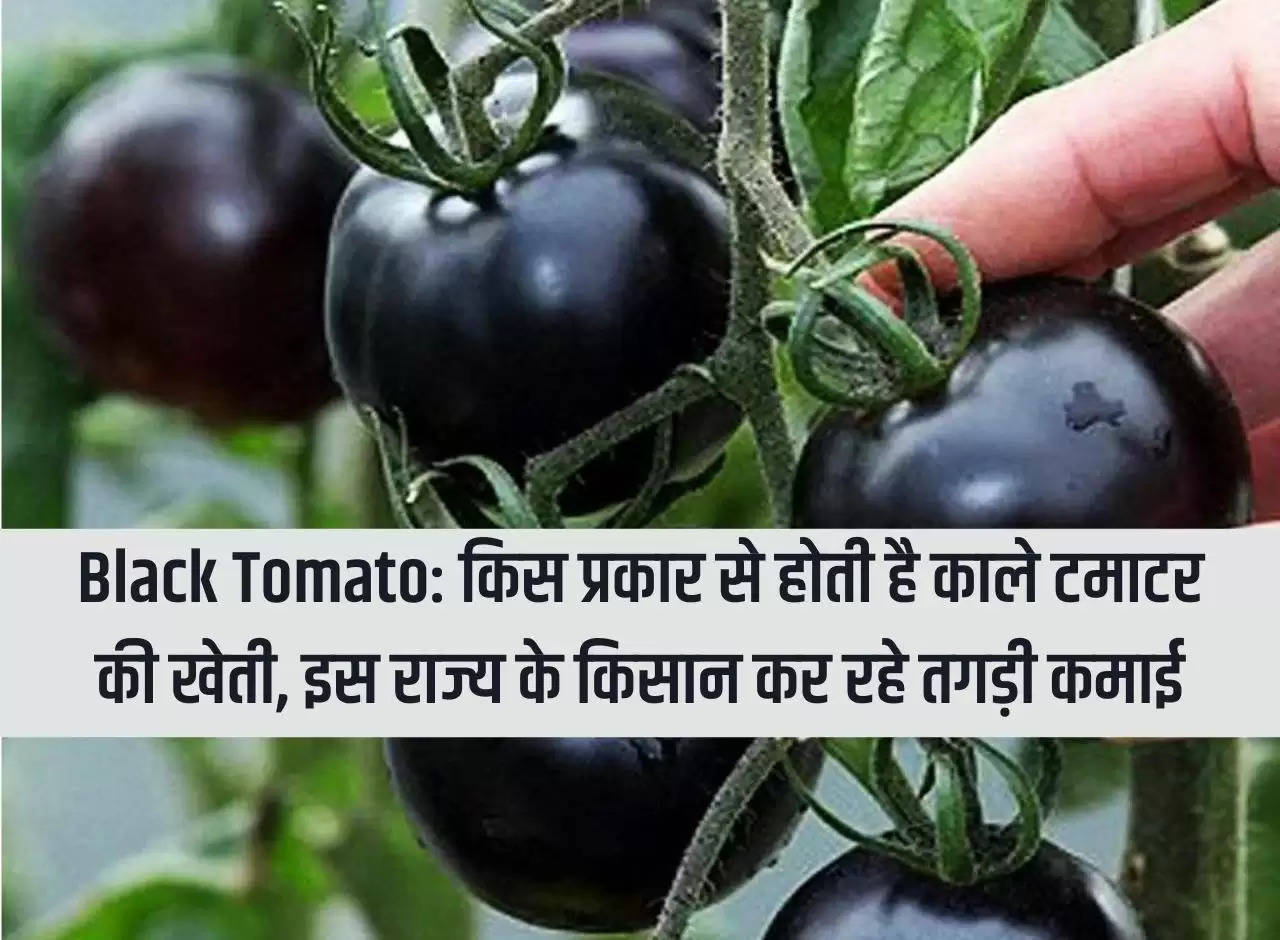 Black Tomato: How is black tomato cultivated, farmers of this state are earning huge income