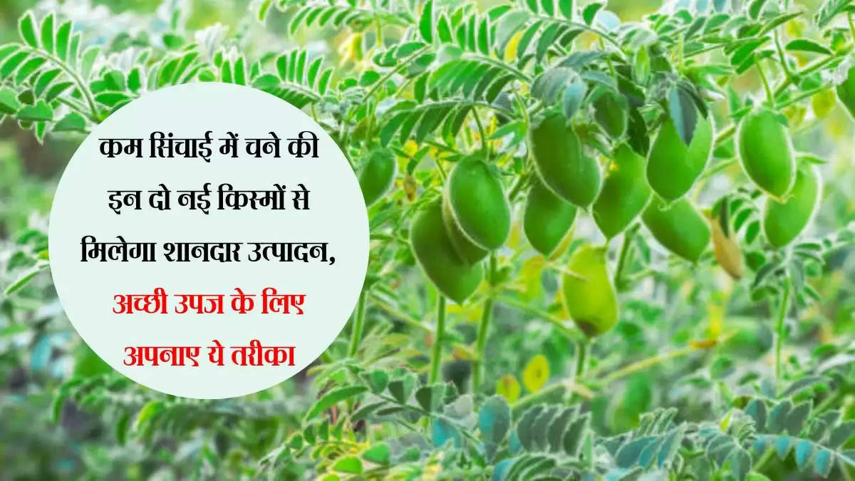 कम सिंचाई में चने की इन दो नई किस्मों से मिलेगा शानदार उत्पादन, अच्छी उपज के लिए अपनाए ये तरीका