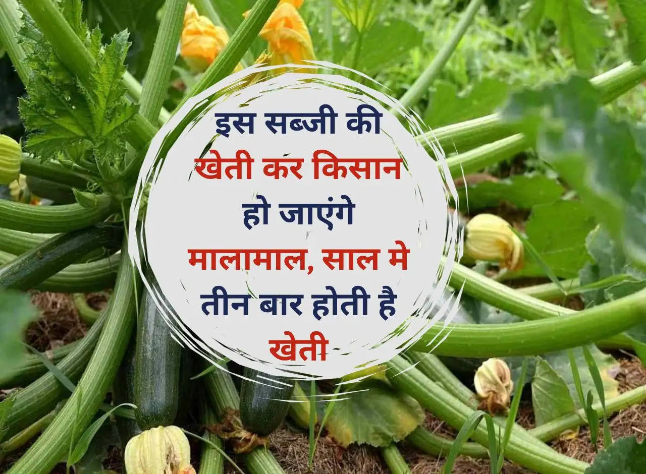 Farmers will become rich by cultivating this vegetable, farming is done three times a year