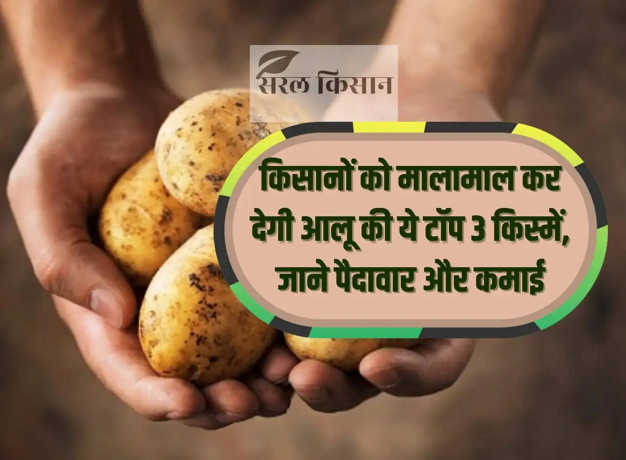 These top 3 varieties of potato will make farmers rich, know the yield and earning