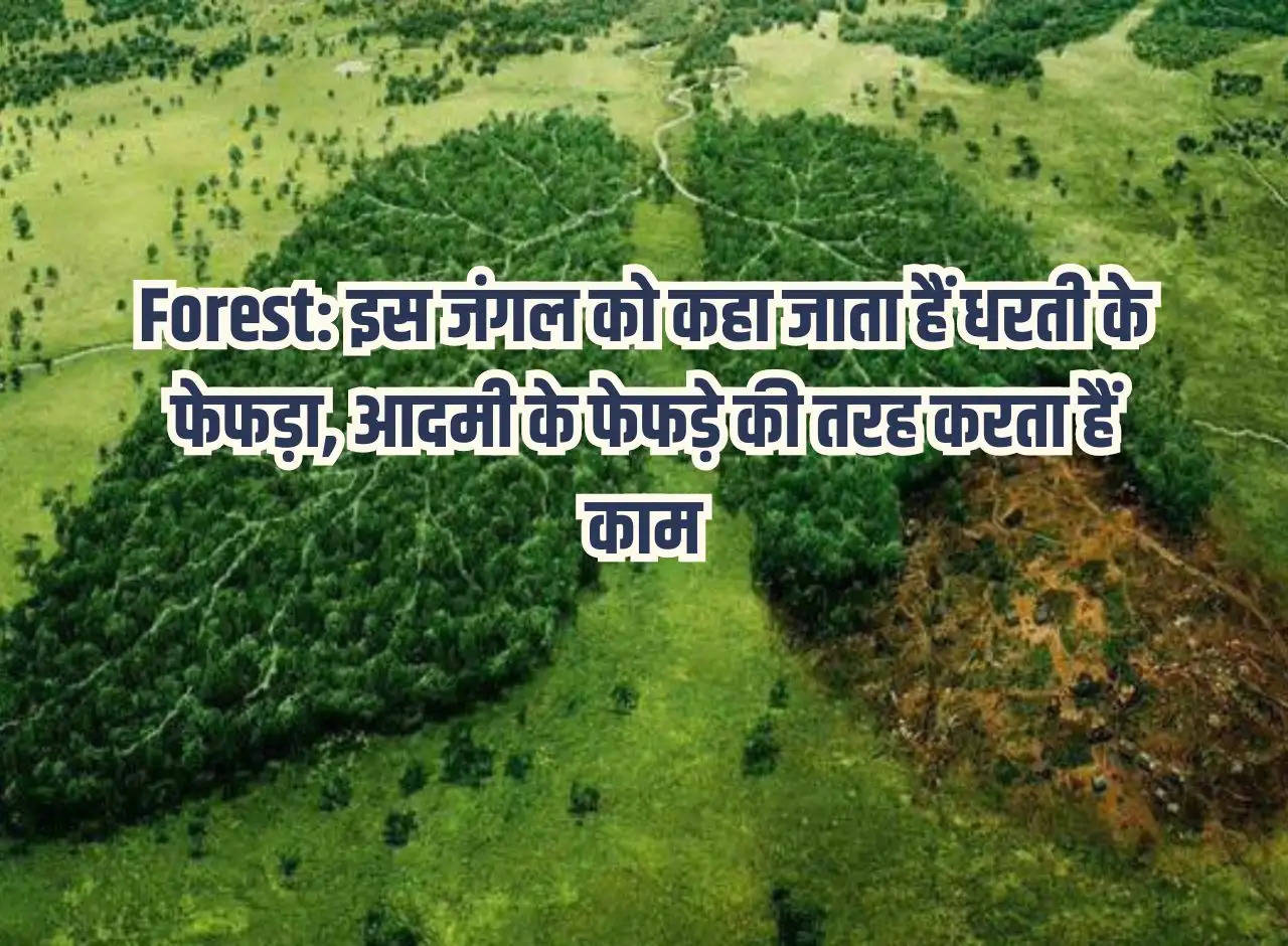 Forest: This forest is called the lungs of the earth, it works like the lungs of man.