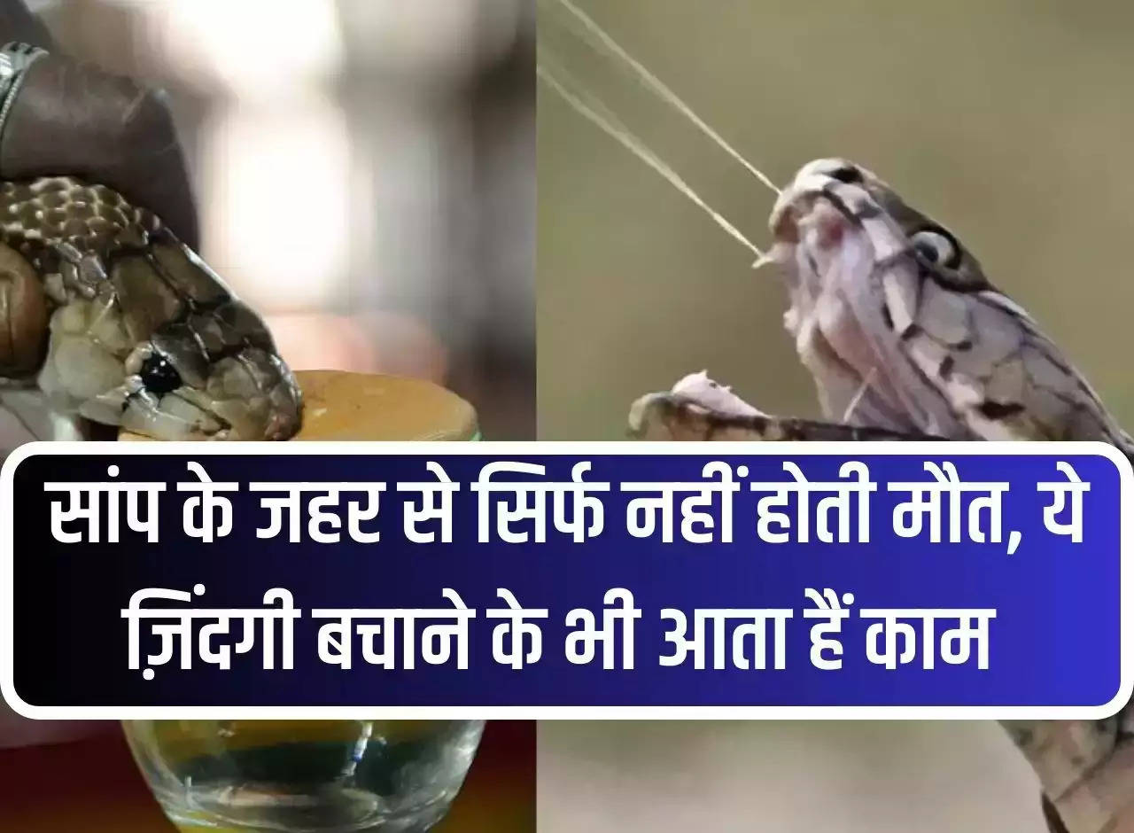 Snake Venom: Snake venom not only causes death, it is also useful in saving life.