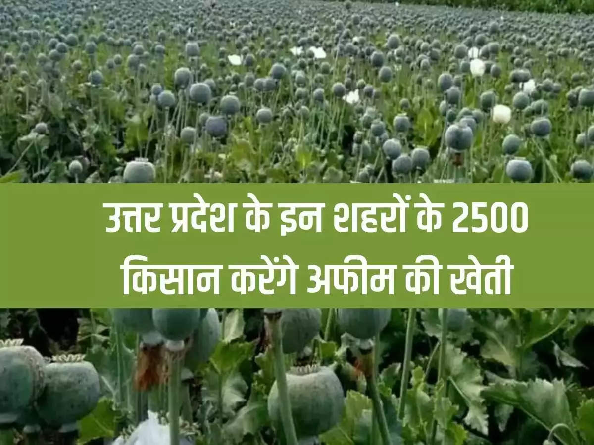 2500 farmers from these cities of Uttar Pradesh will cultivate opium