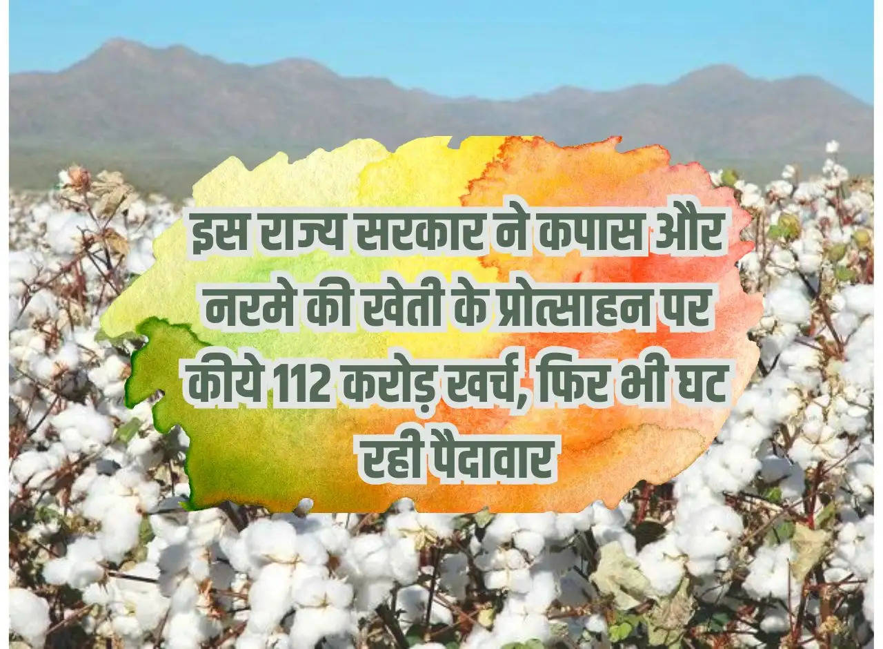 This state government spent Rs 112 crore on promotion of cotton and cotton cultivation, yet the yield is decreasing.