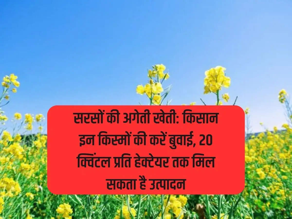 Early cultivation of mustard: Farmers should sow these varieties, production can be up to 20 quintals per hectare.