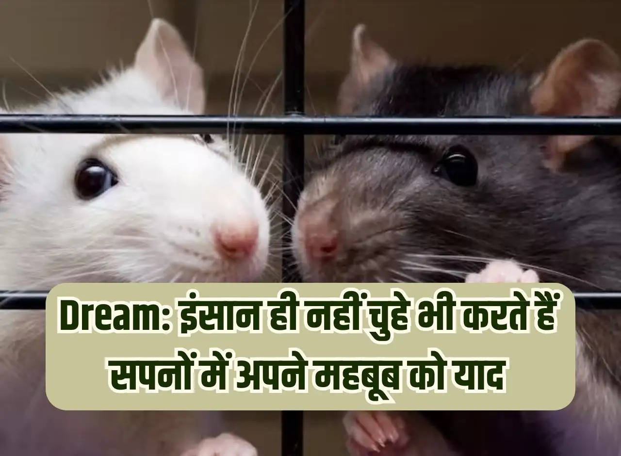 Dream: Not only humans, rats also remember their beloved in dreams, the scientific reason is quite interesting.