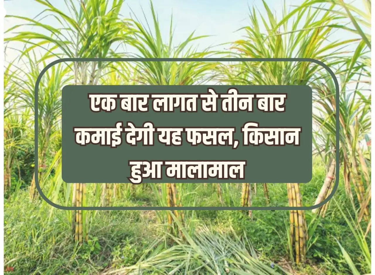 This crop will give three times the income from one cost, farmer becomes rich