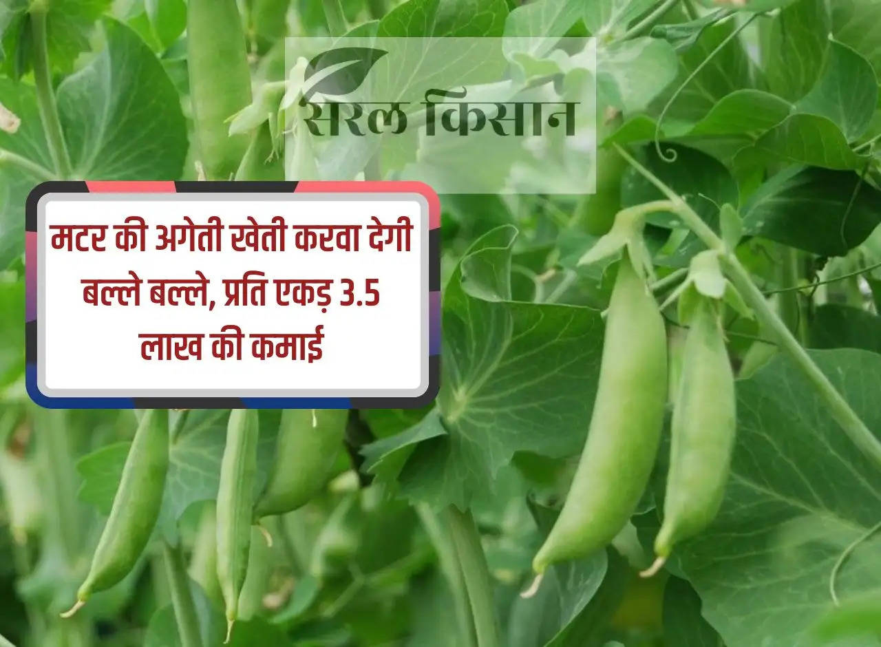 Balle Balle will ensure early cultivation of peas, earning Rs 3.5 lakh per acre.