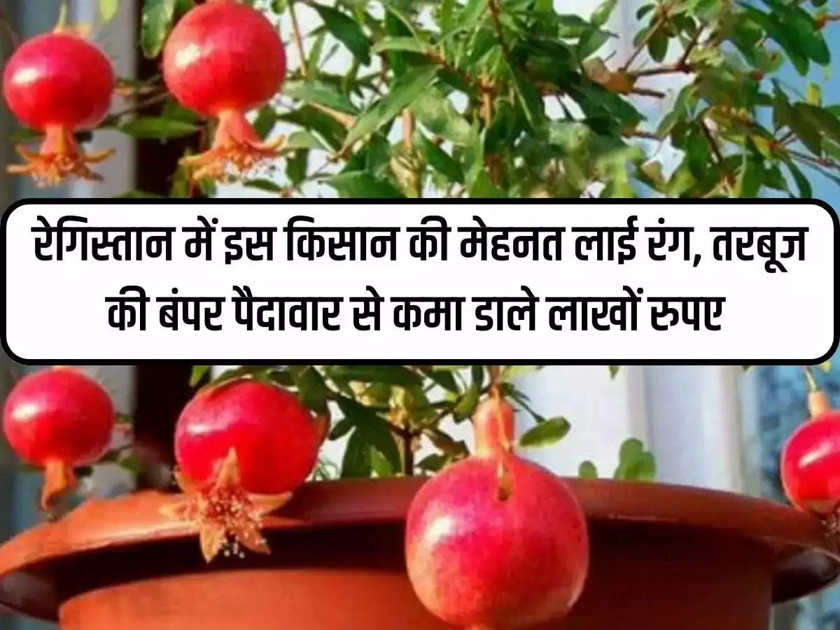 Pomegranates will grow in pots at home with this easy method, the hassle of buying from the market will end.